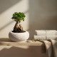 Bonsai Tree Small